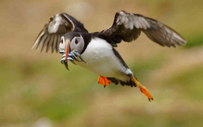 Avlanan sandeels (Ammodytes), Galler, İngiltere taşıyan martı (Fratercula arctica)