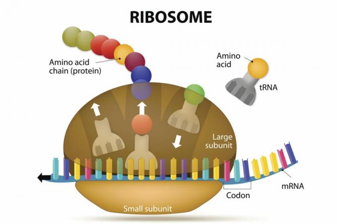 Ribozom ve Protein Sentezi
