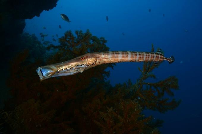 trumpetfish