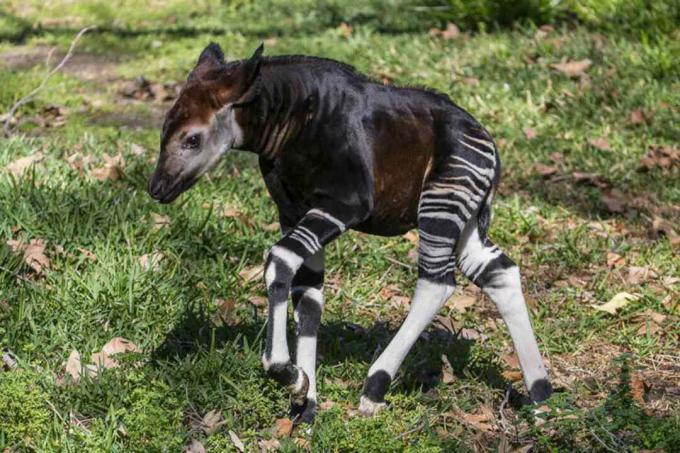 SanDiegoZooSafariPark_BabyOkapi.jpg