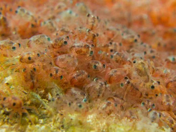 Christmas Adası'nda su ortaya çıkmadan önce Red Crab megalopae