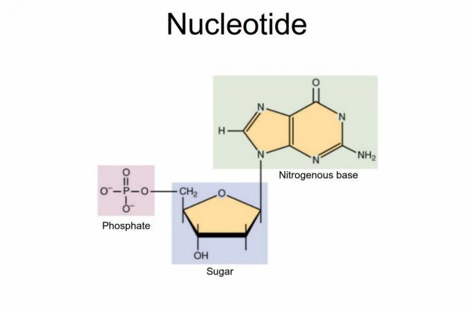 nükleotid