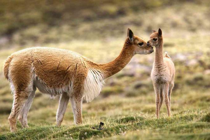 Guanaco ve Chulengo