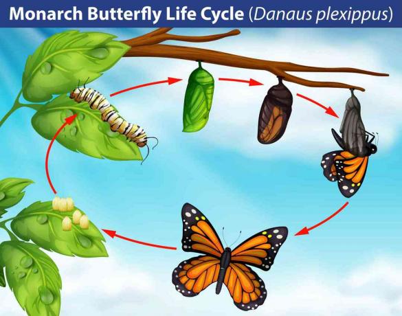 Monarch kelebek yaşam döngüsü