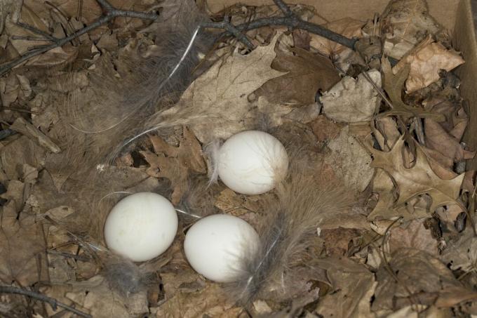 Büyük Boynuzlu Baykuş yuva ve yumurta