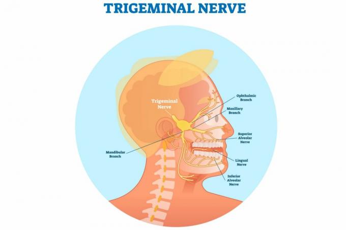 Trigeminal sinir