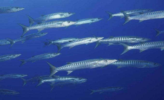 Rangiroa atolü, Fransız Polinezyası yakınındaki suda Blackfin barracuda Okulu