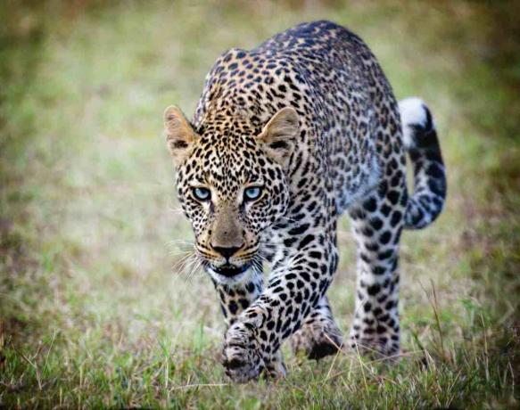 Otların arasında yürüyüş benekli leopar.