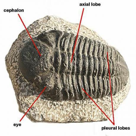 Trilobitler, Permiyen döneminin sonunda nesli tükenmiş olan ancak bugün fosil olarak bulunmaktadır.