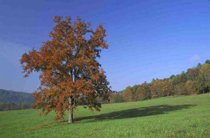 Pignut hickory ağacı