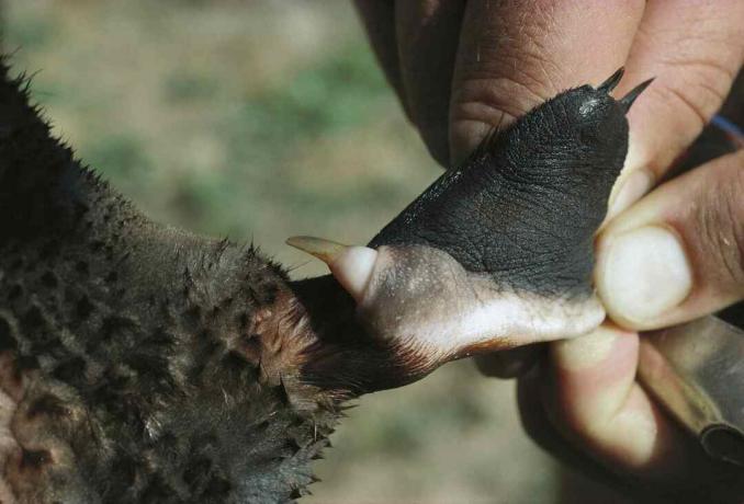 Erkek platypus, arka uzuvunda zehirli bir mahmuza sahiptir.