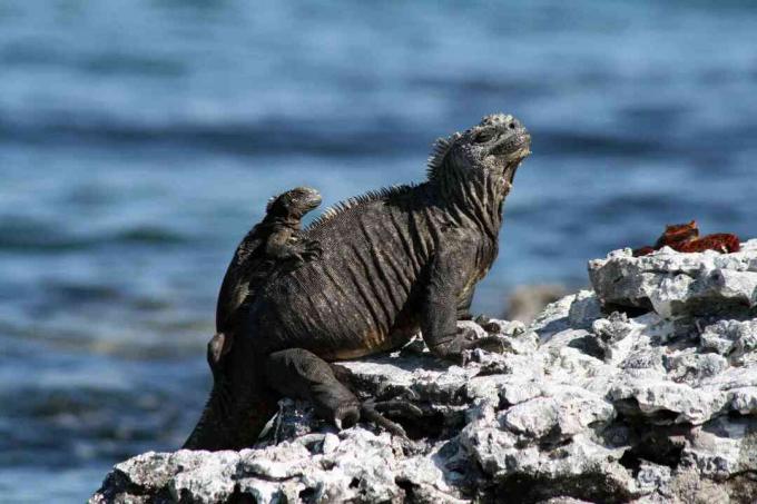 Yetişkin ve çocuk deniz iguana