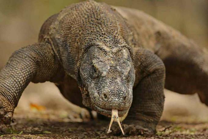 Komodo Dragon portre yakın çekim - Komodo Adası, Endonezya