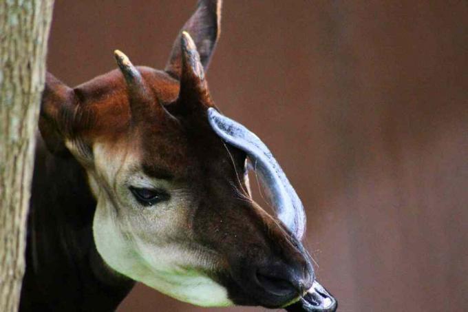 Erkek okapi