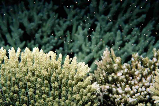 Lunar kontrollü mercan yumurtlama (Acropora sp.), Sualtı manzarası