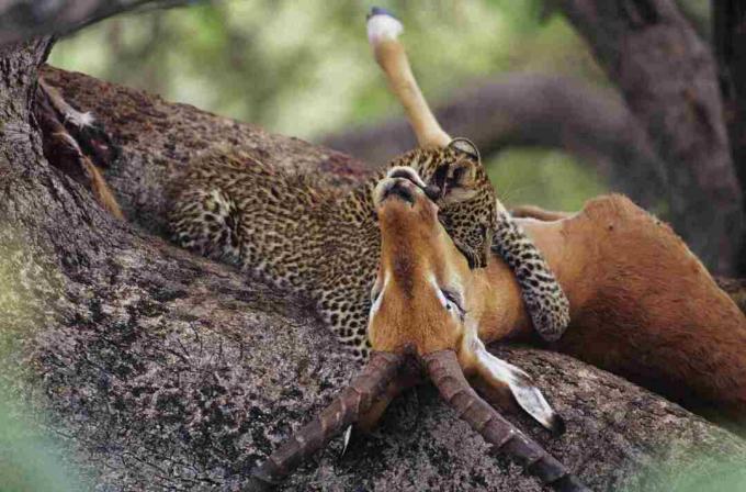 Leopar (Panthera pardus) leş içinde ağaç, Kenya yemek