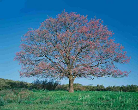 Kara meşe ağacı (Quercus kelloggii) alanında, Bahar