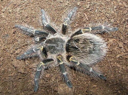 Chaco Altın Diz Tarantula (Grammostola aureostriata)