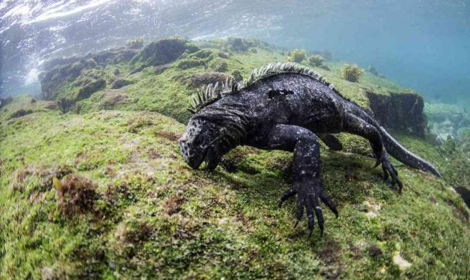 Erkek deniz iguana yosun için yiyecek arama