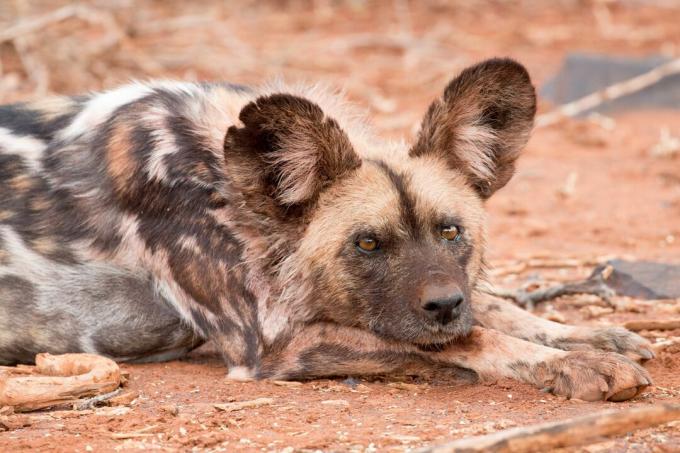 Afrikalı bir vahşi köpeğin alnına giden karanlık bir namlu ve dikey çizgisi vardır.