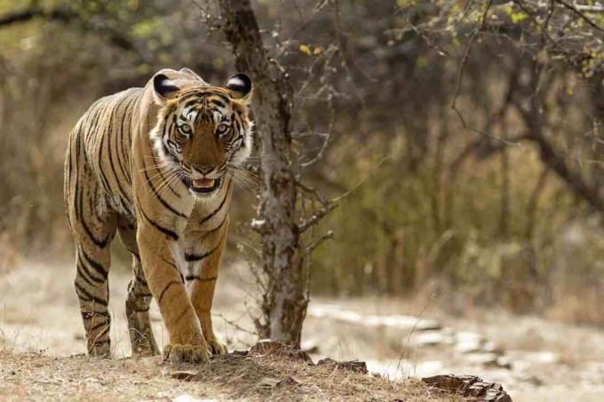 Bengal kaplanı Rajasthan, Hindistan Ranthambhore Milli Parkı'nda