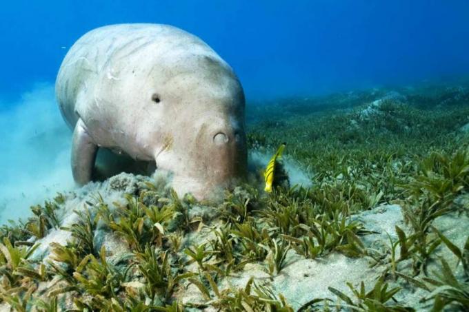 Dugong ve Seagrass üzerinde temiz balık.