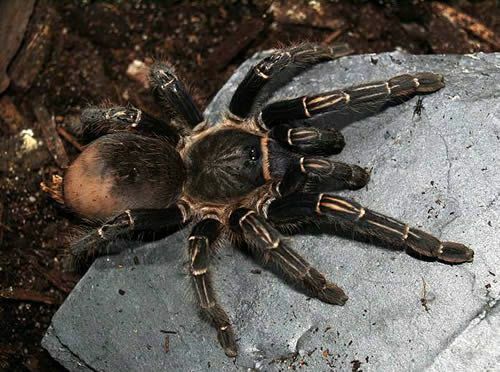 Kosta Rika Zebra Tarantula (Aphonopelma seemanni)