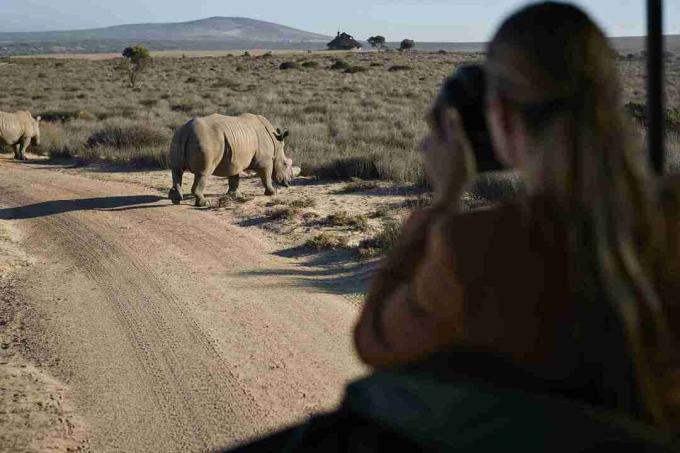 4x4 araçtan gergedanların fotoğraflarını çekerek tur rehberi ile safari gezisinde çift