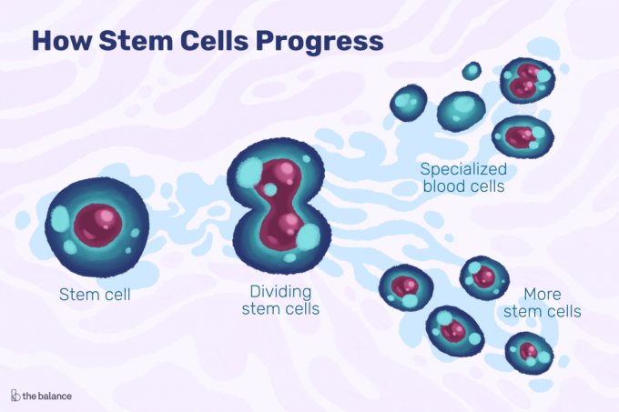 Kök Hücrelerin İlerlemesinin Nasıl Olduğunu Gösteren Grafik, bölen bir hücre ve özel hücreler içerir.
